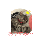 猫のちぃーたん（個別スタンプ：2）