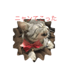 猫のちぃーたん（個別スタンプ：4）