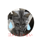 猫のちぃーたん（個別スタンプ：5）