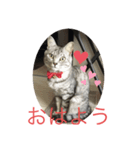 猫のちぃーたん（個別スタンプ：6）