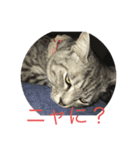 猫のちぃーたん（個別スタンプ：7）