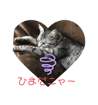 猫のちぃーたん（個別スタンプ：8）