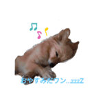 まろん君スタンプだワン（個別スタンプ：2）