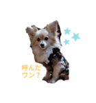 まろん君スタンプだワン（個別スタンプ：3）