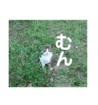さすけ(またはキョロちゃん)（個別スタンプ：2）
