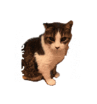 さすけ(またはキョロちゃん)（個別スタンプ：3）