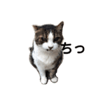 さすけ(またはキョロちゃん)（個別スタンプ：4）