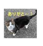 さすけ(またはキョロちゃん)（個別スタンプ：5）