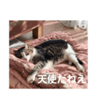 さすけ(またはキョロちゃん)（個別スタンプ：8）