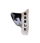 にゃんスタンプ2（個別スタンプ：7）
