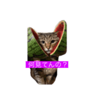 ぐう時々こたろう（個別スタンプ：1）