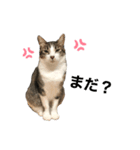 白キジ猫スタンプ（個別スタンプ：1）