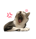 白キジ猫スタンプ（個別スタンプ：2）