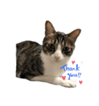 白キジ猫スタンプ（個別スタンプ：3）
