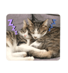 白キジ猫スタンプ（個別スタンプ：4）