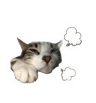 白キジ猫スタンプ（個別スタンプ：5）