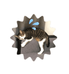 白キジ猫スタンプ（個別スタンプ：6）