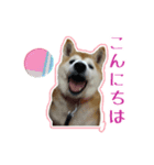 ギャル柴るびーのすたんぷ（個別スタンプ：1）
