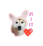 ギャル柴るびーのすたんぷ（個別スタンプ：2）