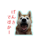 ギャル柴るびーのすたんぷ（個別スタンプ：3）