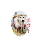 ギャル柴るびーのすたんぷ（個別スタンプ：4）