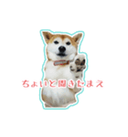 ギャル柴るびーのすたんぷ（個別スタンプ：5）