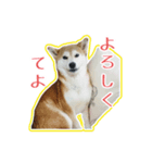 ギャル柴るびーのすたんぷ（個別スタンプ：6）