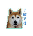 ギャル柴るびーのすたんぷ（個別スタンプ：7）