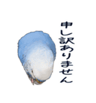 文字入り！インコのブンさん【お仕事＆日常】（個別スタンプ：17）