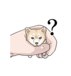 お婆ちゃんx柴犬（個別スタンプ：37）