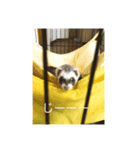 フェレちゃん1（個別スタンプ：6）