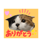 愛しのきなちゃスタンプ（個別スタンプ：7）