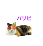 パリピにゃんこ♡（個別スタンプ：1）