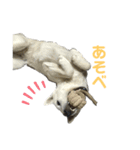 アキちゃん(∪・ω・)（個別スタンプ：1）