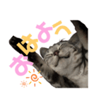 ひじきのすたんぷ（個別スタンプ：1）
