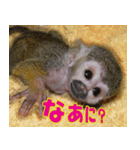 リスザルの子（個別スタンプ：1）