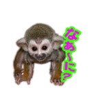 リスザルの子（個別スタンプ：3）