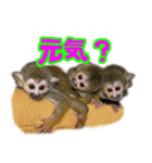 リスザルの子（個別スタンプ：4）