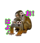 リスザルの子（個別スタンプ：5）