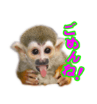 リスザルの子（個別スタンプ：6）