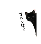 くろねこタロウくんスタンプ（個別スタンプ：1）
