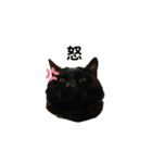 くろねこタロウくんスタンプ（個別スタンプ：2）