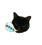 くろねこタロウくんスタンプ（個別スタンプ：3）