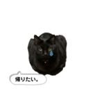 くろねこタロウくんスタンプ（個別スタンプ：4）