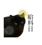 くろねこタロウくんスタンプ（個別スタンプ：5）