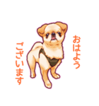 毎日きなこ④♪ペキニーズ＆チワワの女の子（個別スタンプ：1）