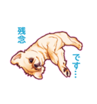 毎日きなこ④♪ペキニーズ＆チワワの女の子（個別スタンプ：11）