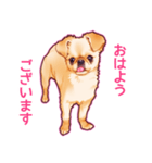 毎日きなこ⑤♪ペキニーズ＆チワワの女の子（個別スタンプ：1）
