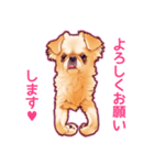 毎日きなこ⑤♪ペキニーズ＆チワワの女の子（個別スタンプ：2）