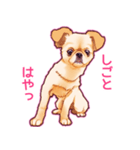 毎日きなこ⑤♪ペキニーズ＆チワワの女の子（個別スタンプ：4）